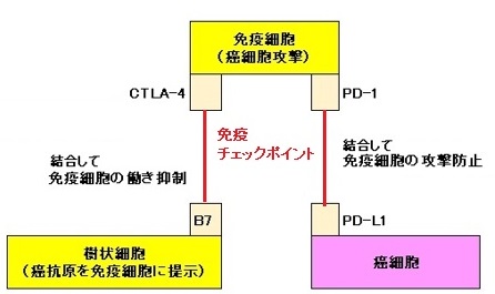 オプジーボと競合する米メルクの癌免疫薬承認へ 化学業界の話題