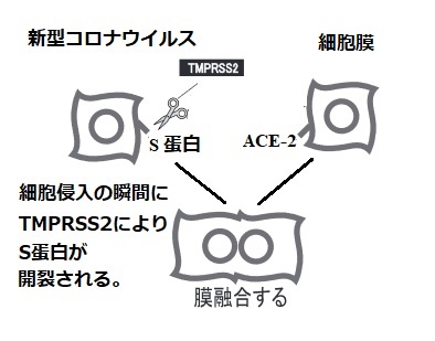 メシル コロナ カモスタット 東京大がカモスタットの新型コロナに対する臨床研究を計画：日経バイオテクONLINE